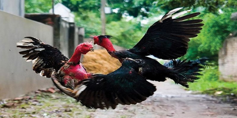 Bật Mí Bí Quyết Chơi Đá Gà Jun88 Hiệu Quả Nhất 5 myjoboo.com